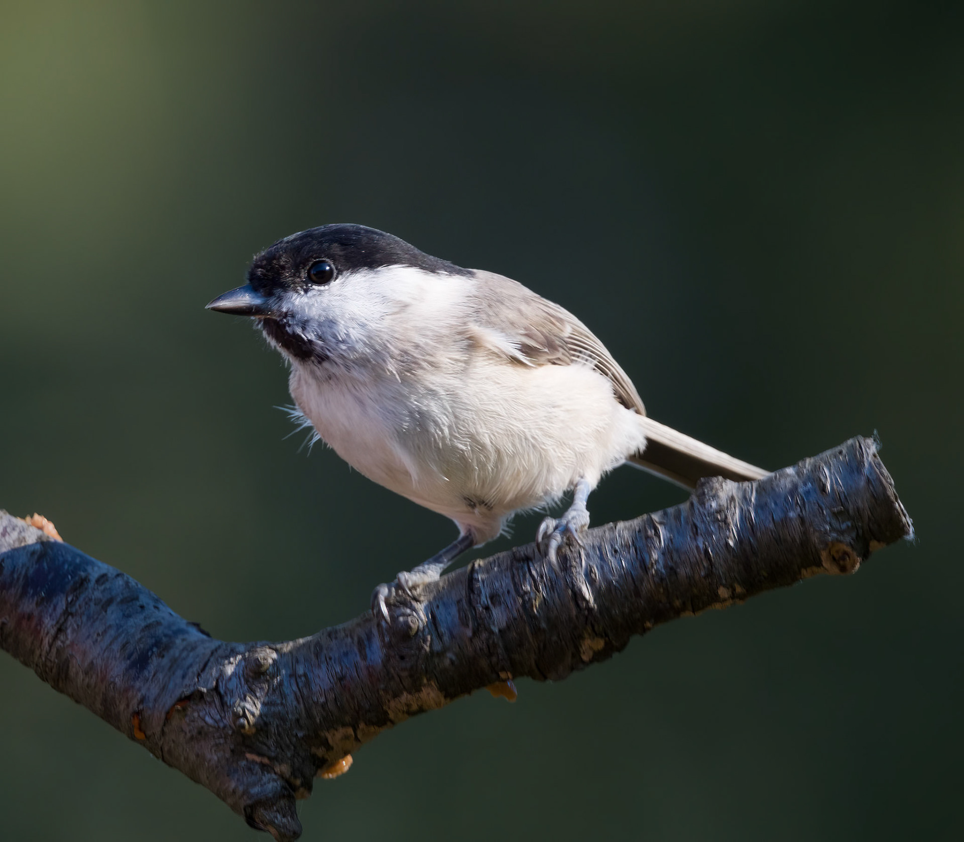 Ganmeis / Willow tit