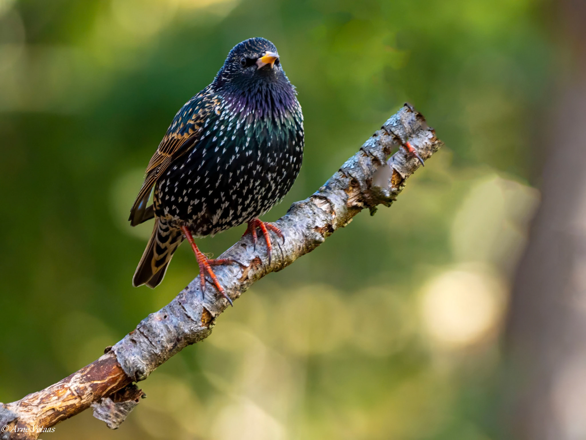 Stær /Starling