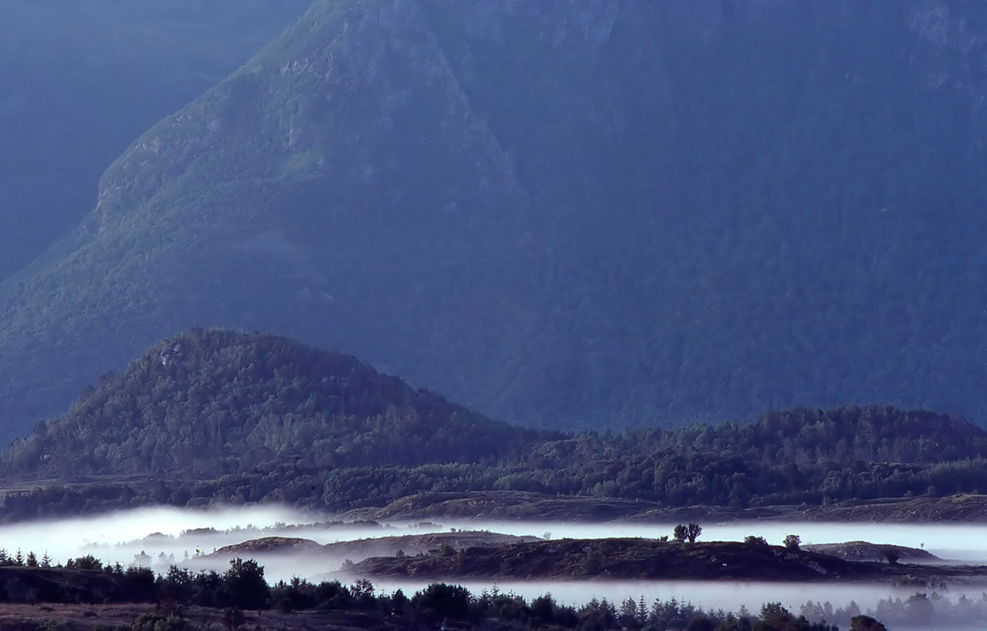 Morgen tåke / Morning fog / Bud