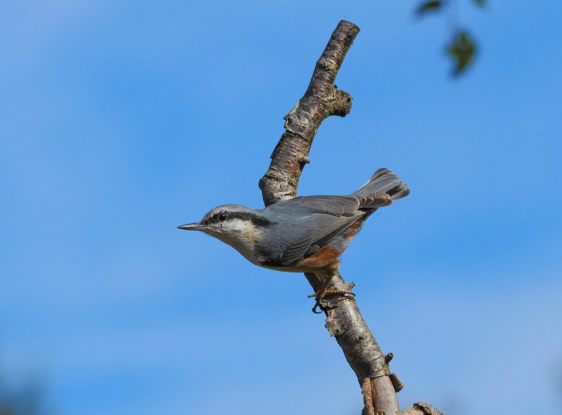 Spettmeis / Nuthatch