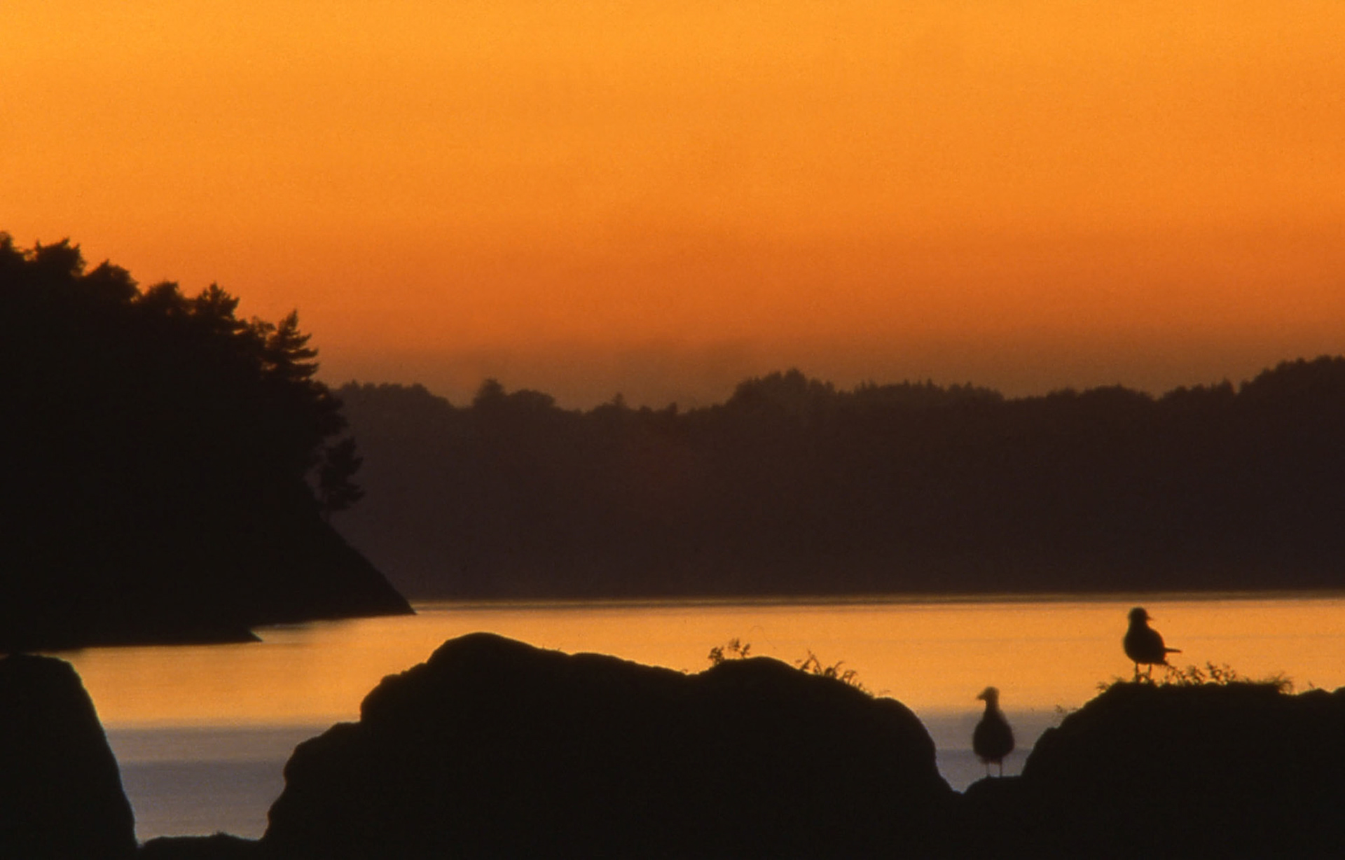 Fugler i solnedgang / Birds in sunset