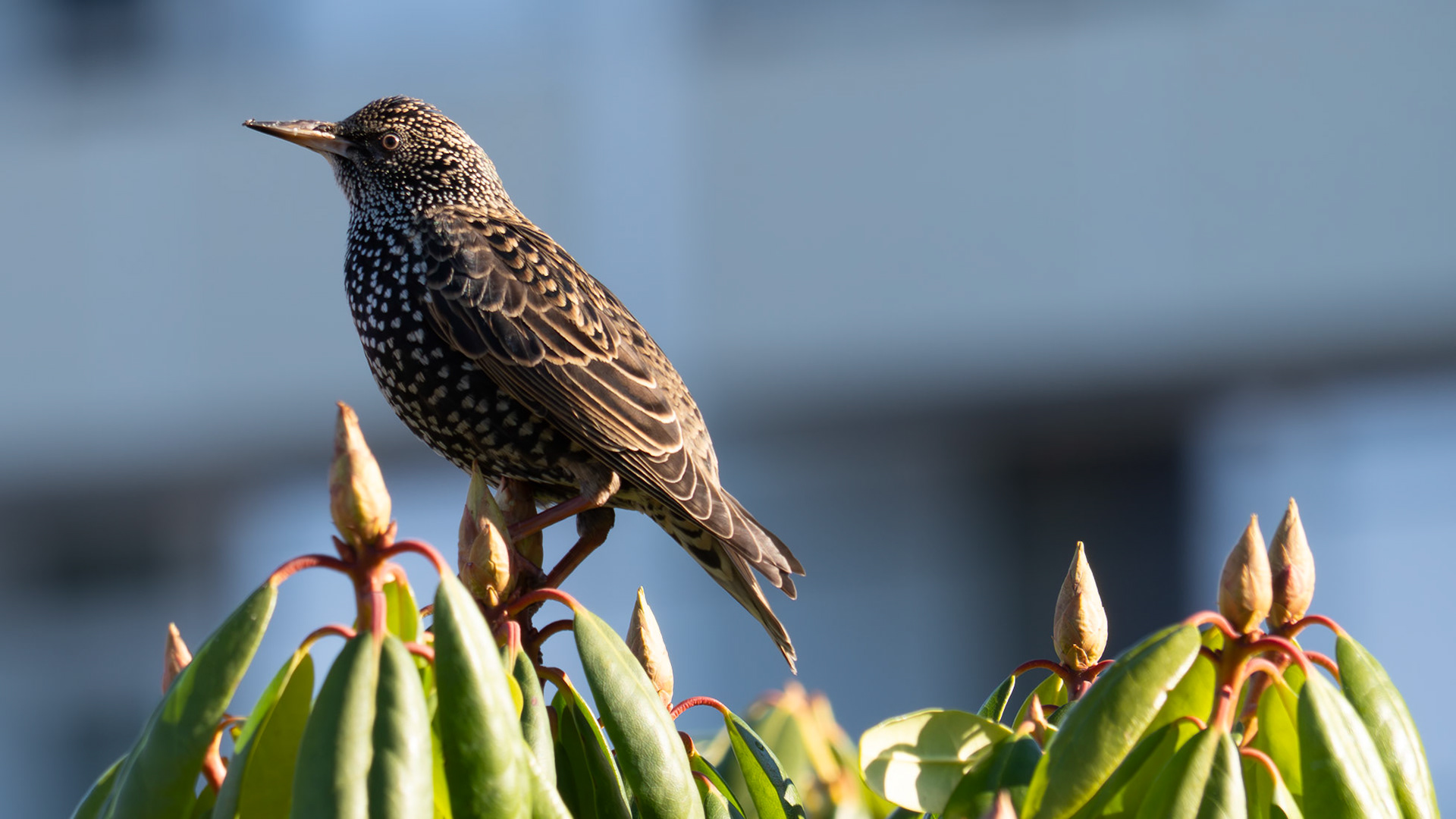 Stær /Starling