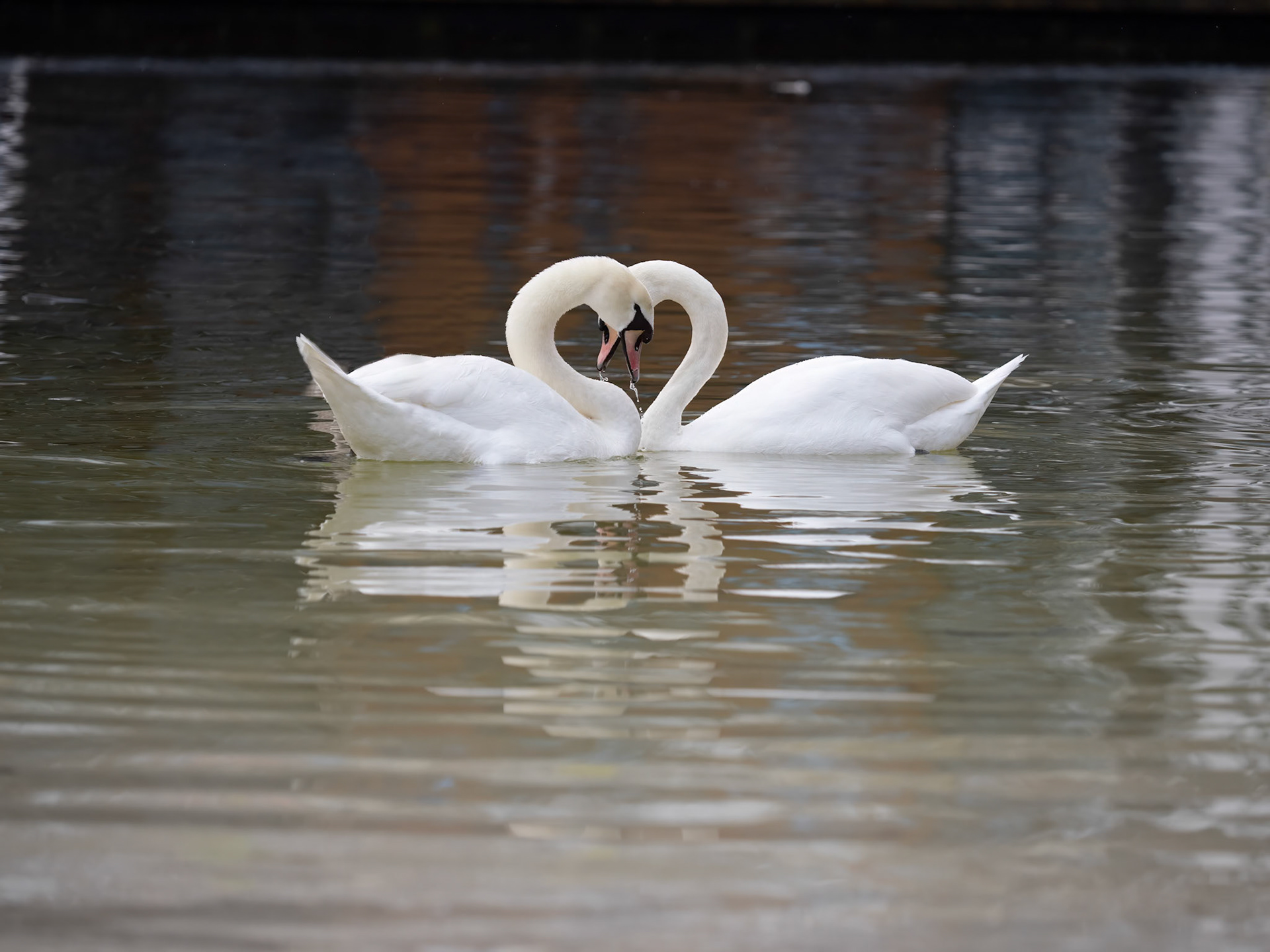 Knoppsvane / Mute swan