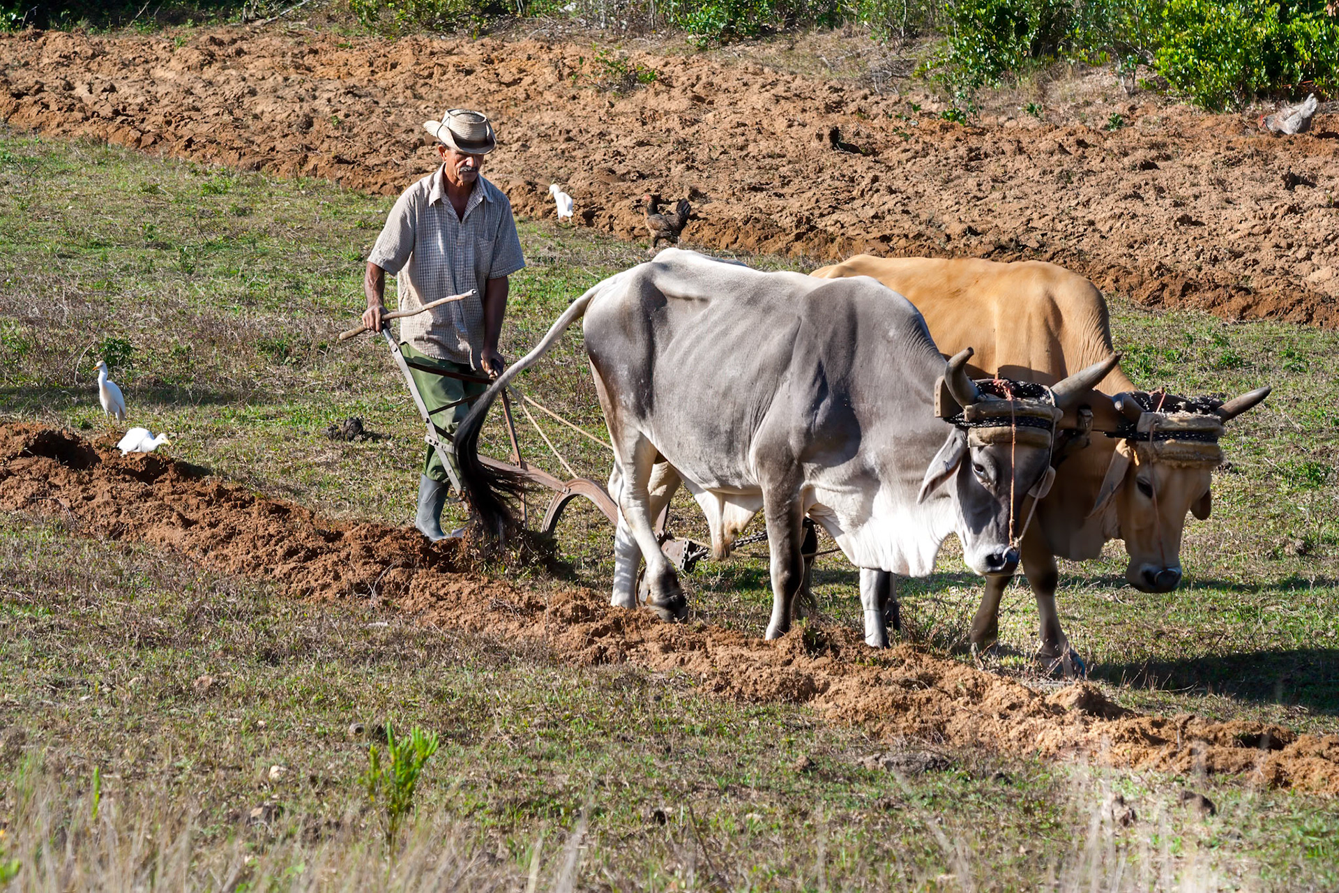 Bonde / Farmer / Cuba