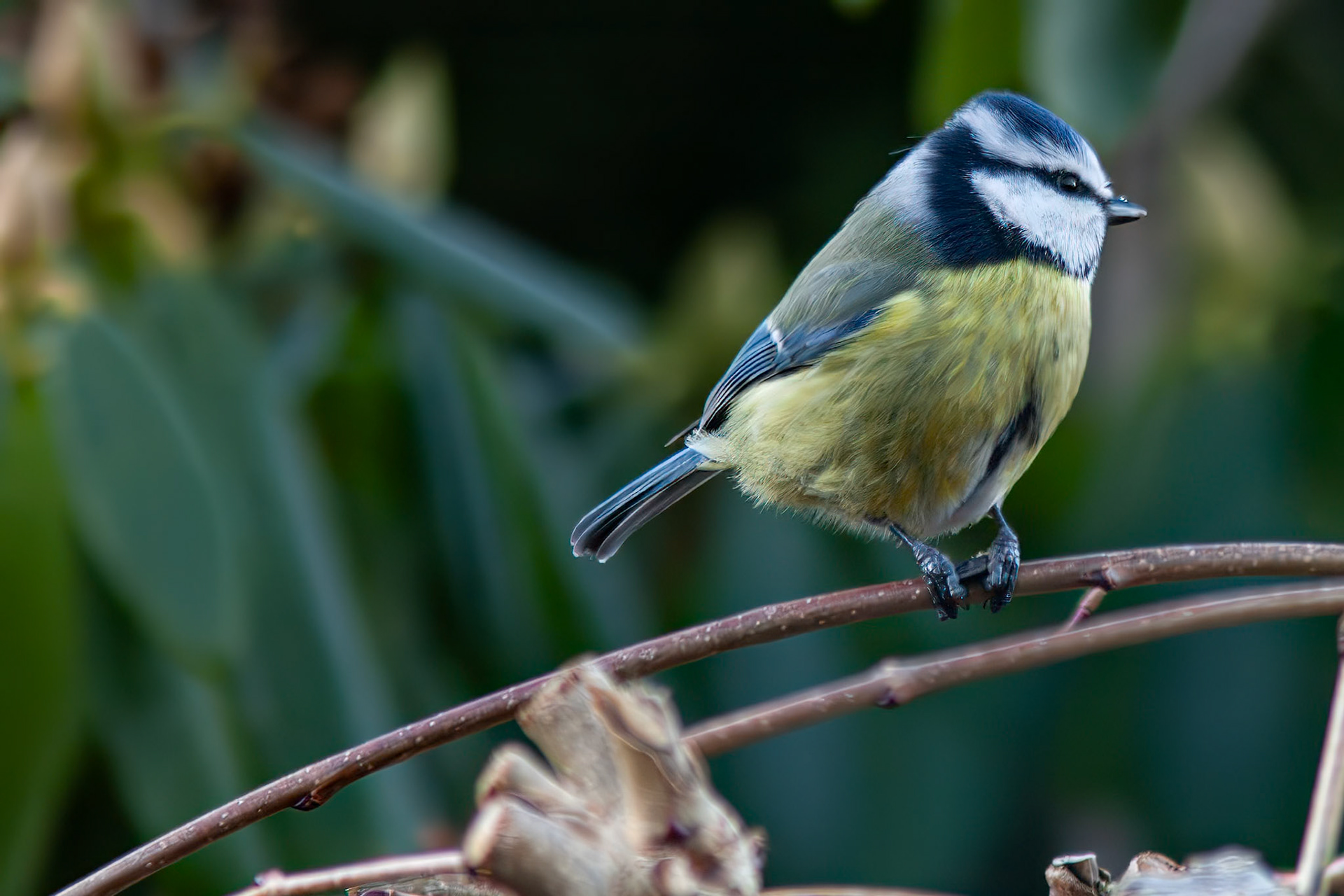 Blåmeis / Blue tit