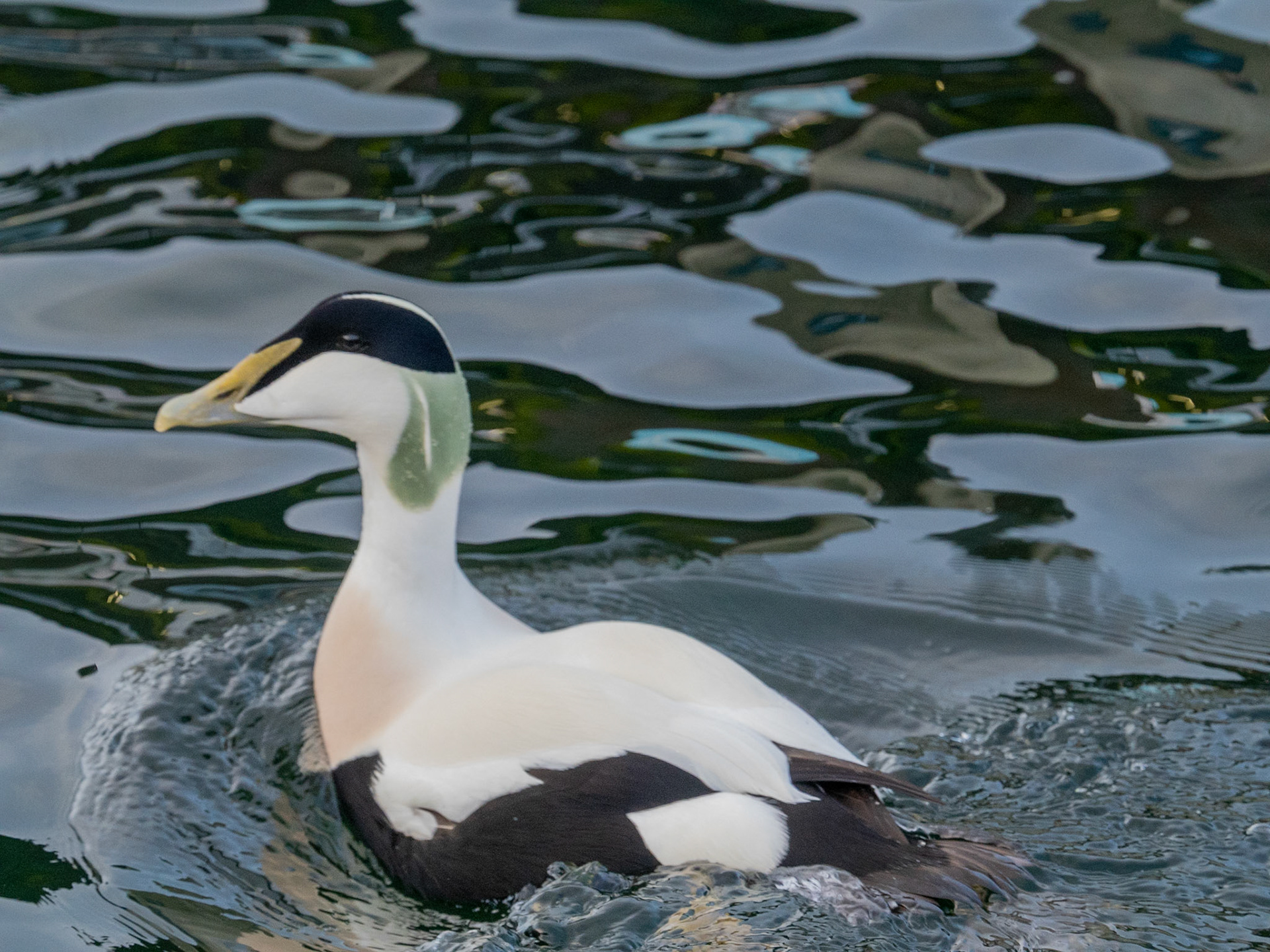 Ærfugl / Cuddy´s duck male