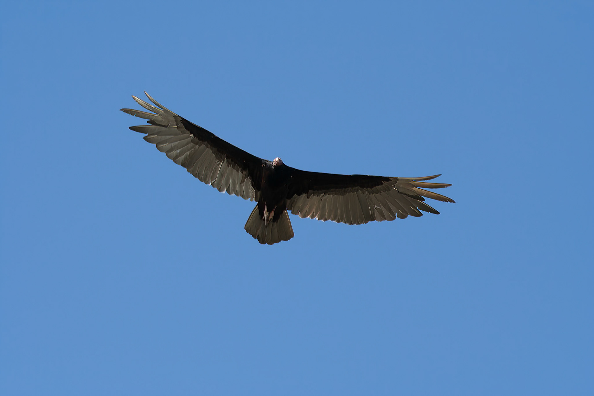 Kalkungribb / Vulture / Cuba