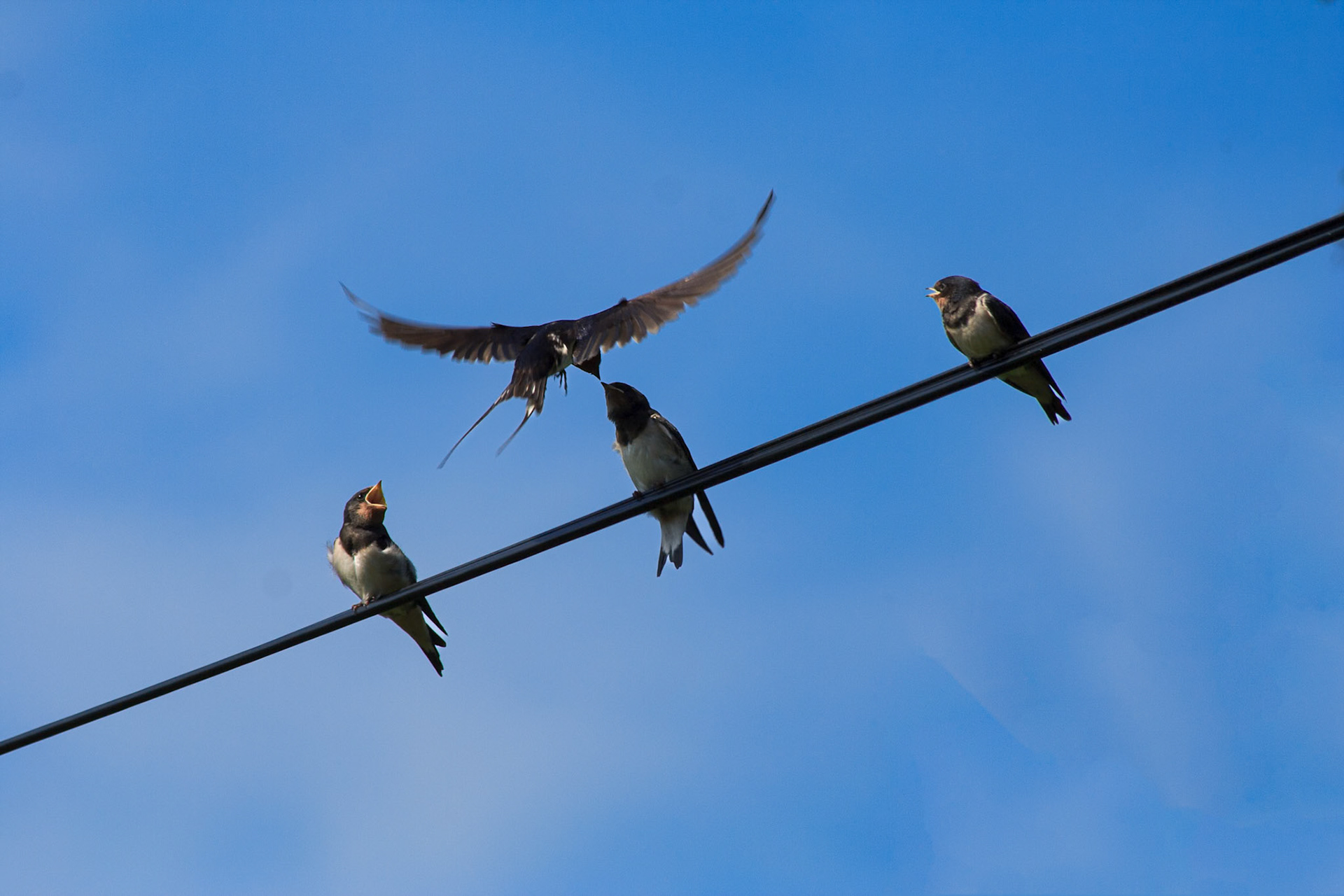 Låvesvale / Barn swallow