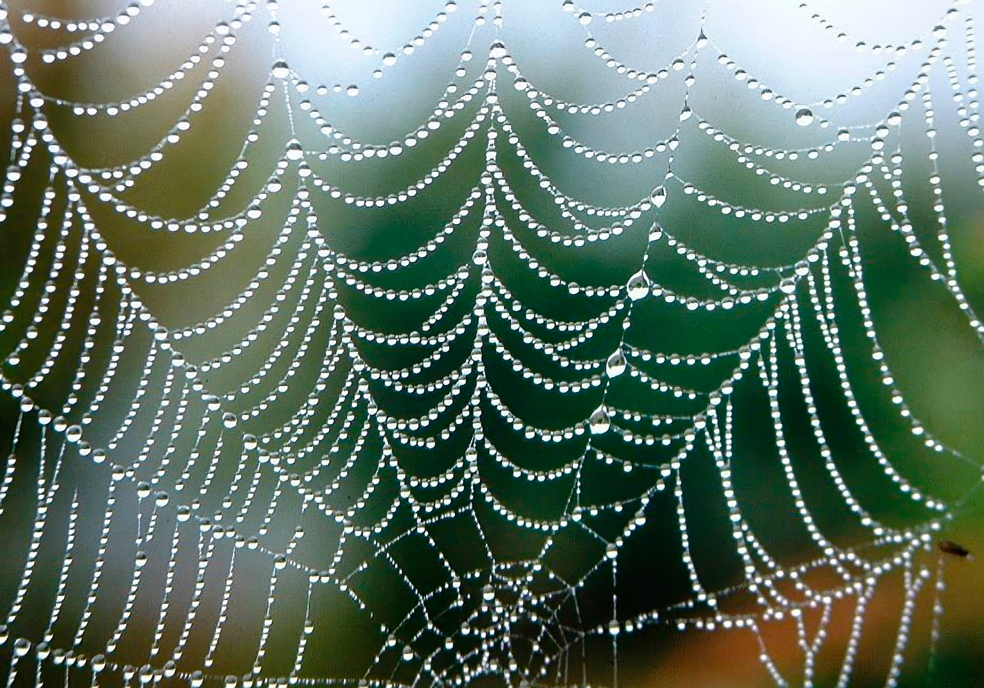 Spider web with drops