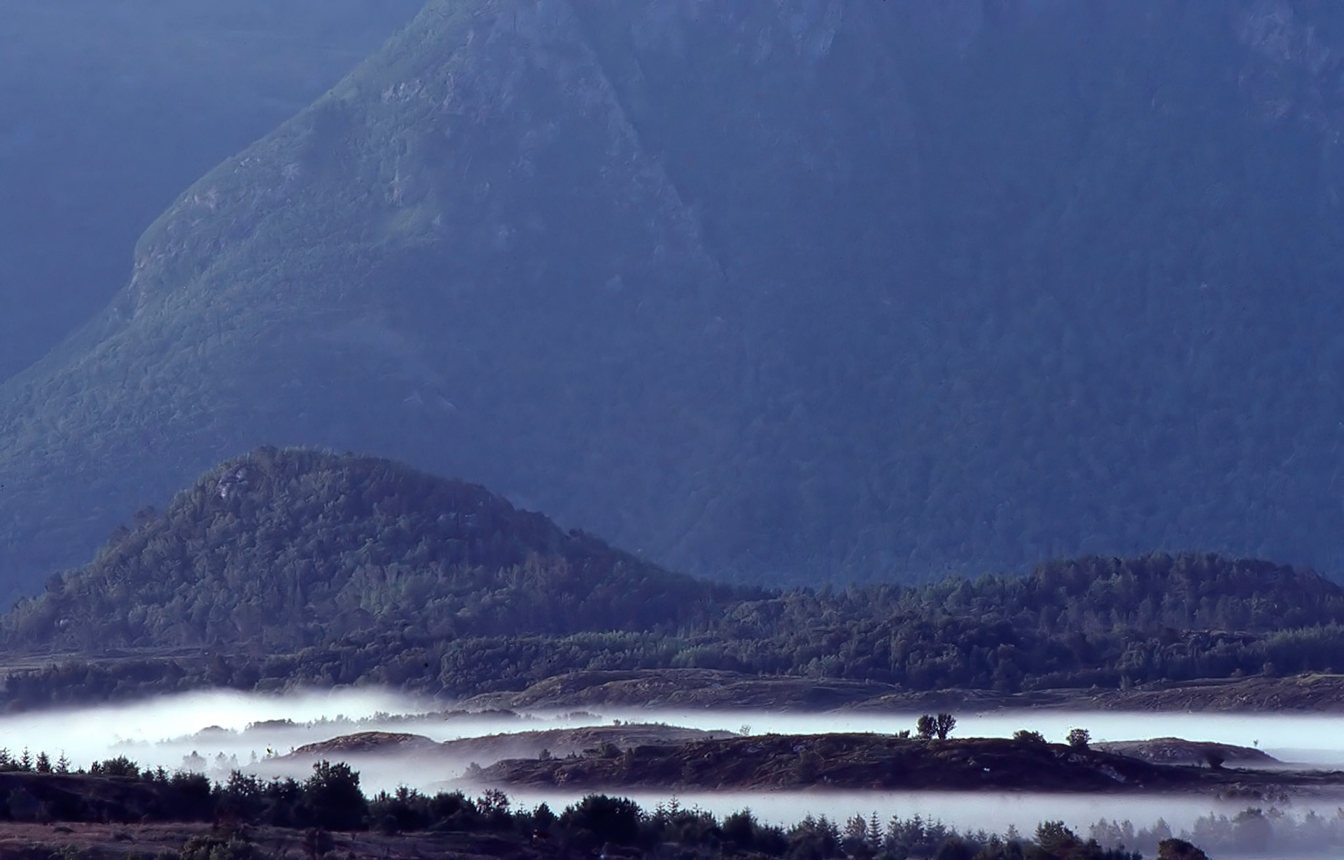 Morgen tåke / Morning fog / Bud