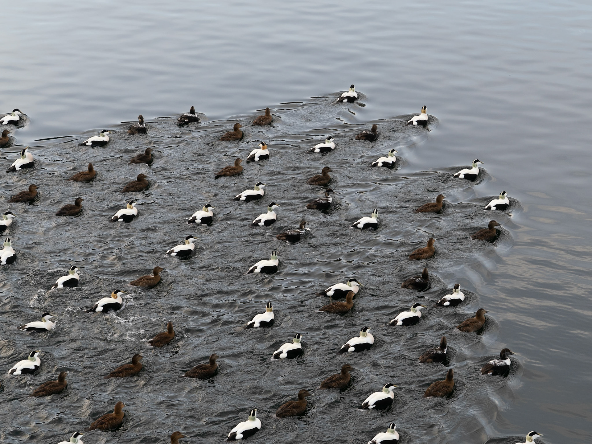 Ærfugl / Cuddy´s duck
