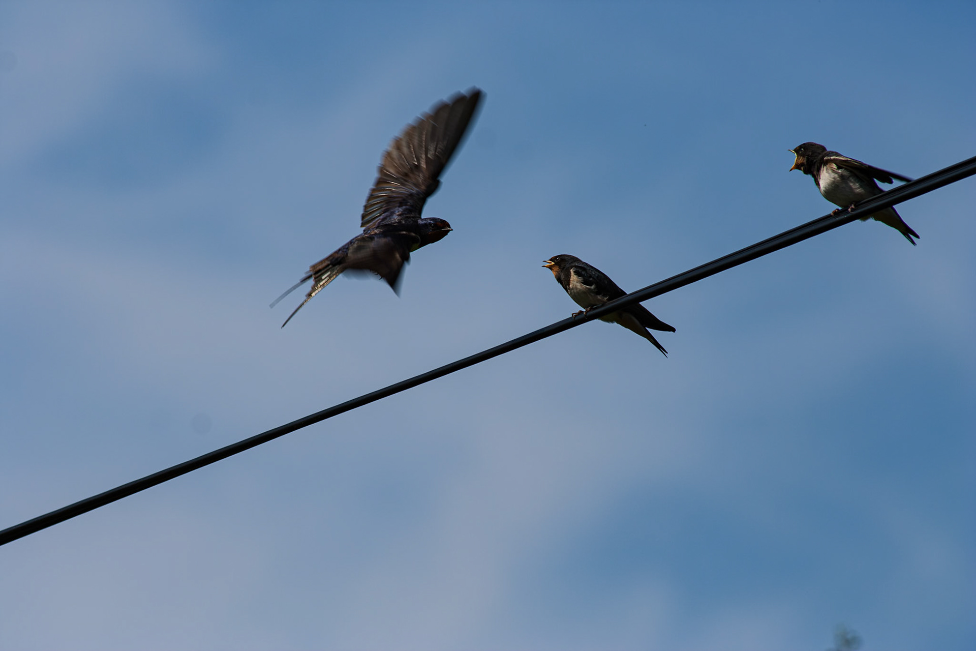 Låvesvale / Barn swallow