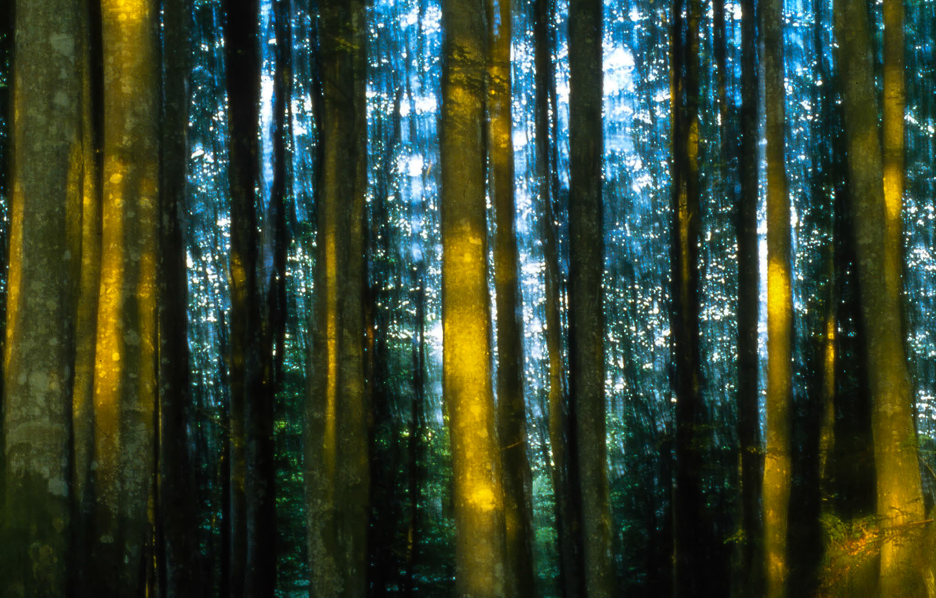 Bøkeskogen på Seim