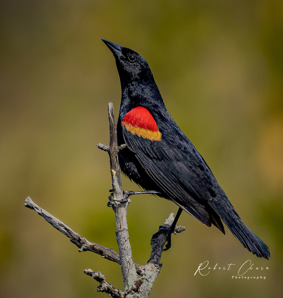 Redwing Blackbird