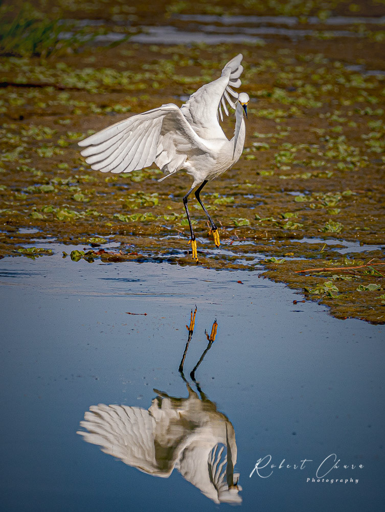 Startled by the Reflection