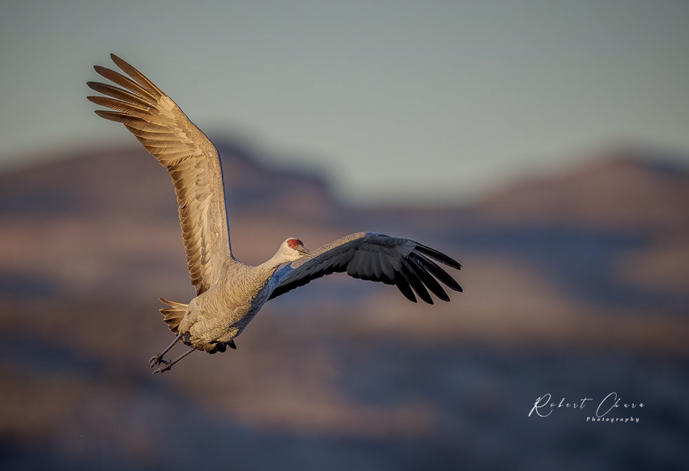 Sandhill Crane Rising