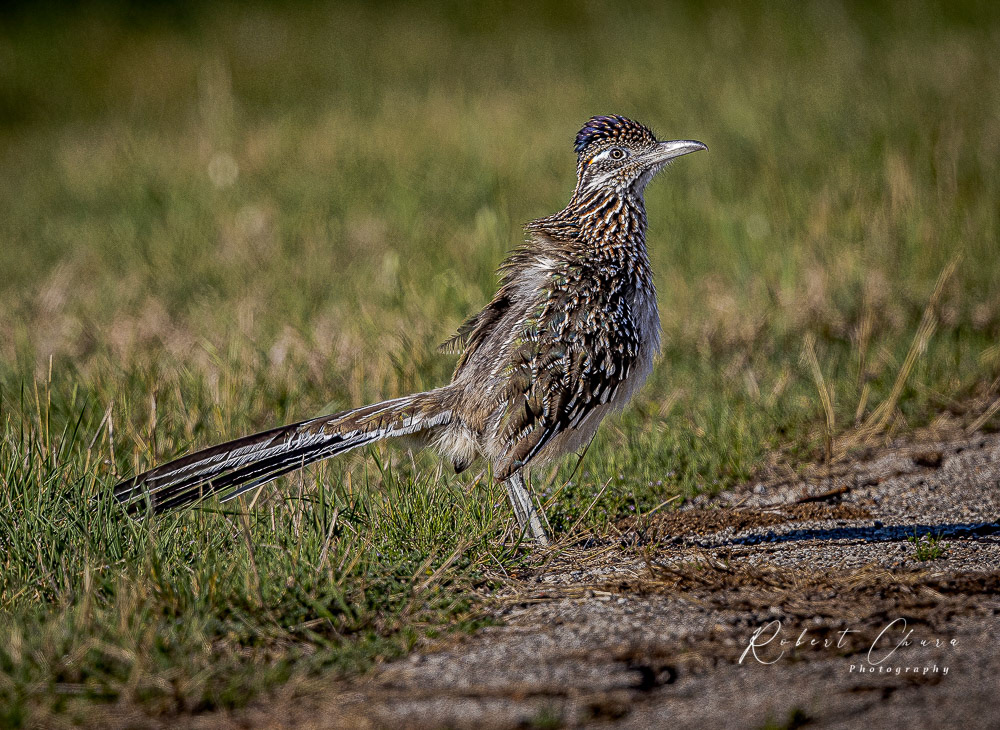 Road Runner