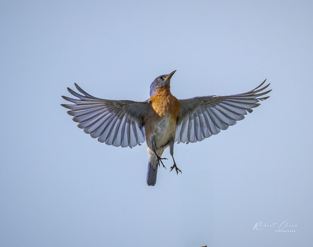 Eastern Bluebird Acton