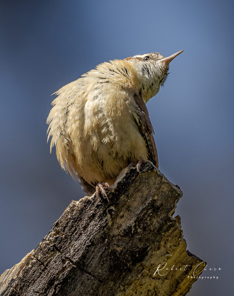 Carolina Wren Bent
