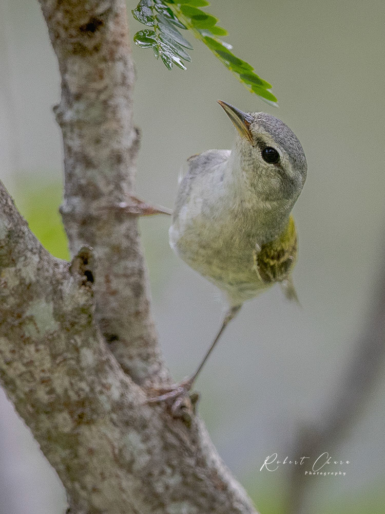 Bells Vireo