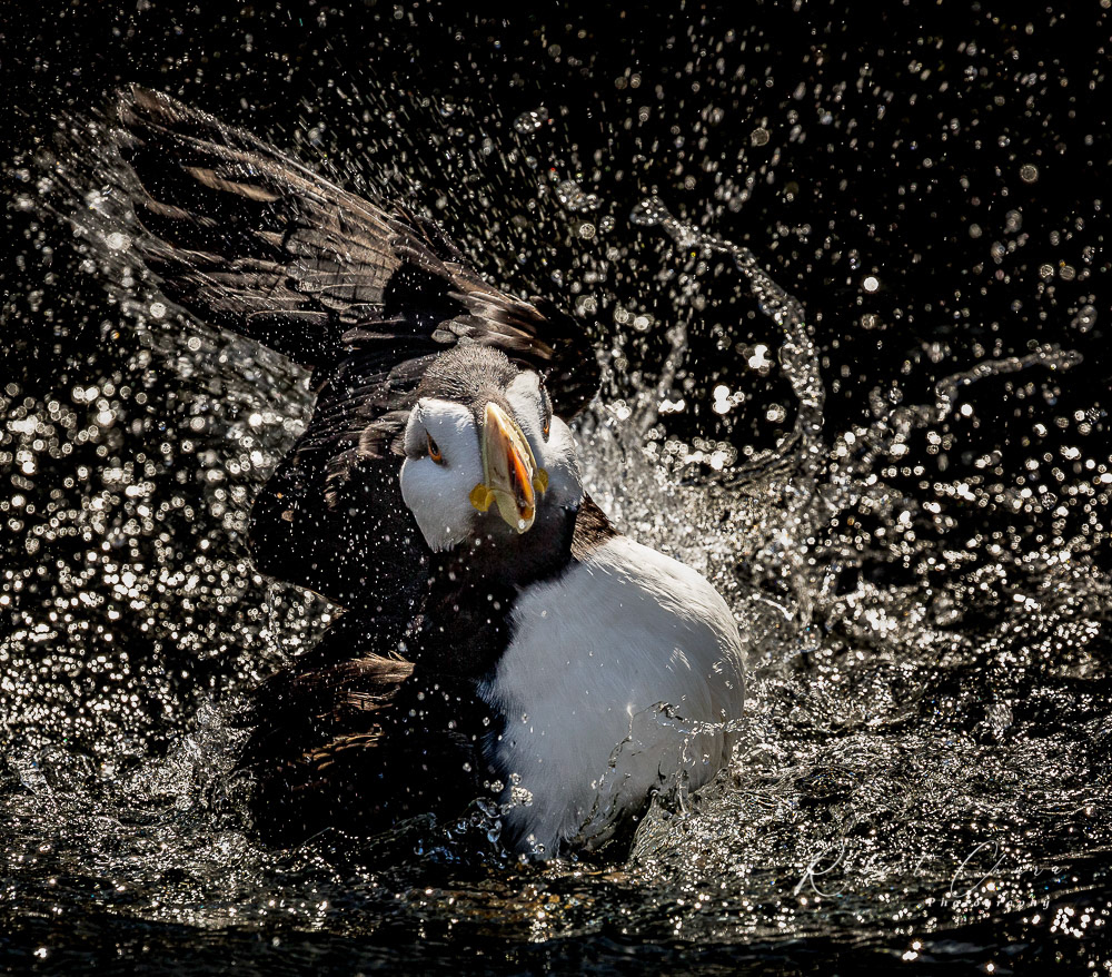 Puffin Splash