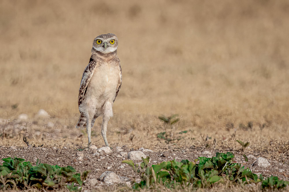 Burrowing Owl Standing
