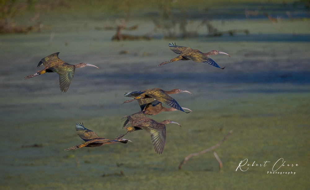 White-faced Ibis Flight
