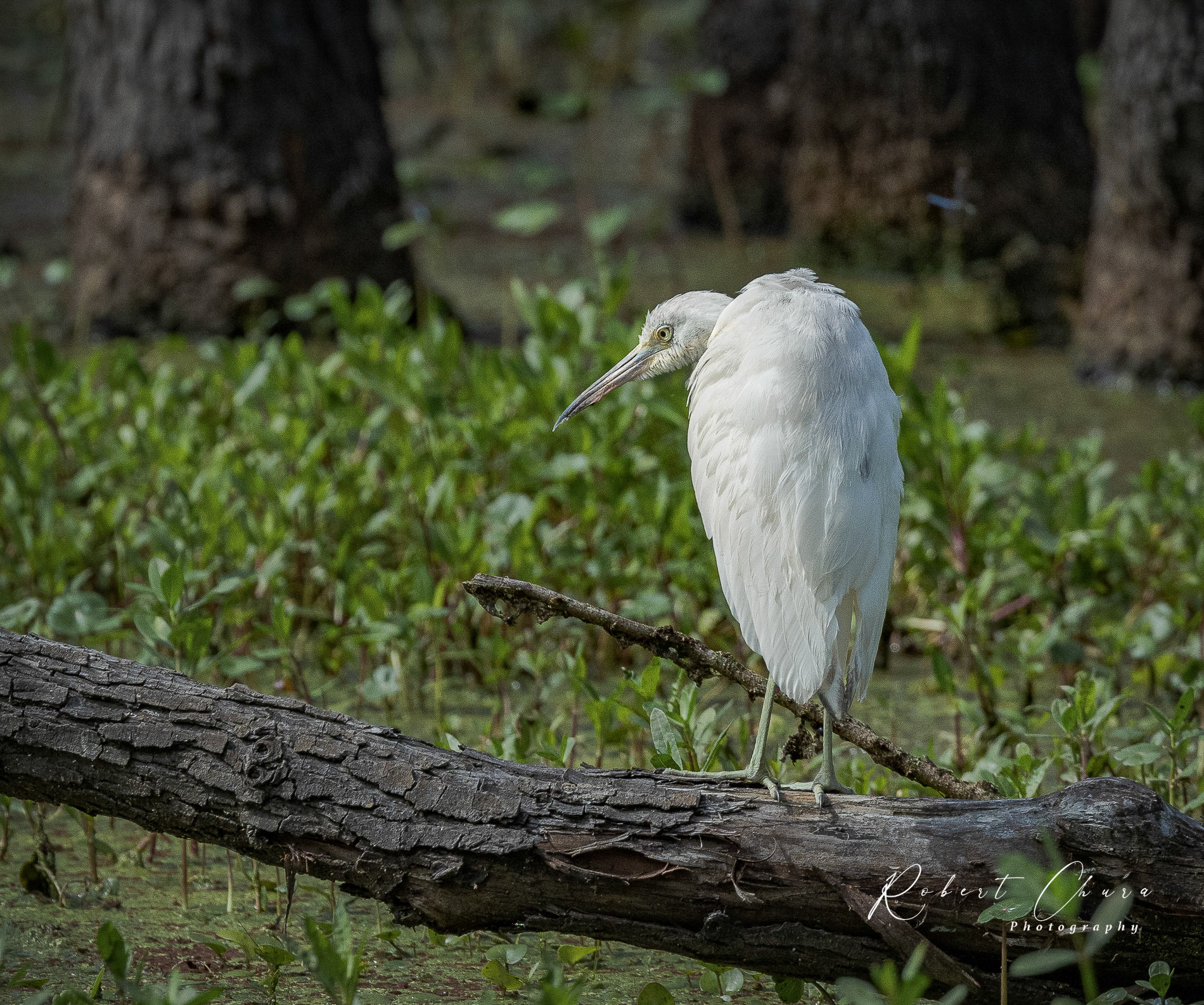 Juvenile Blue Heron