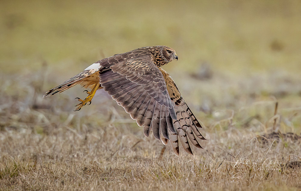 Hagerman Harrier in the Field