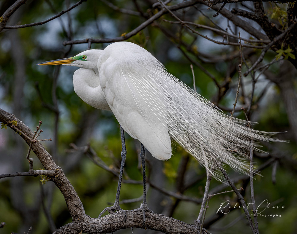 White Egret Profile