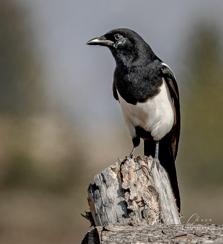 Magpie Standing