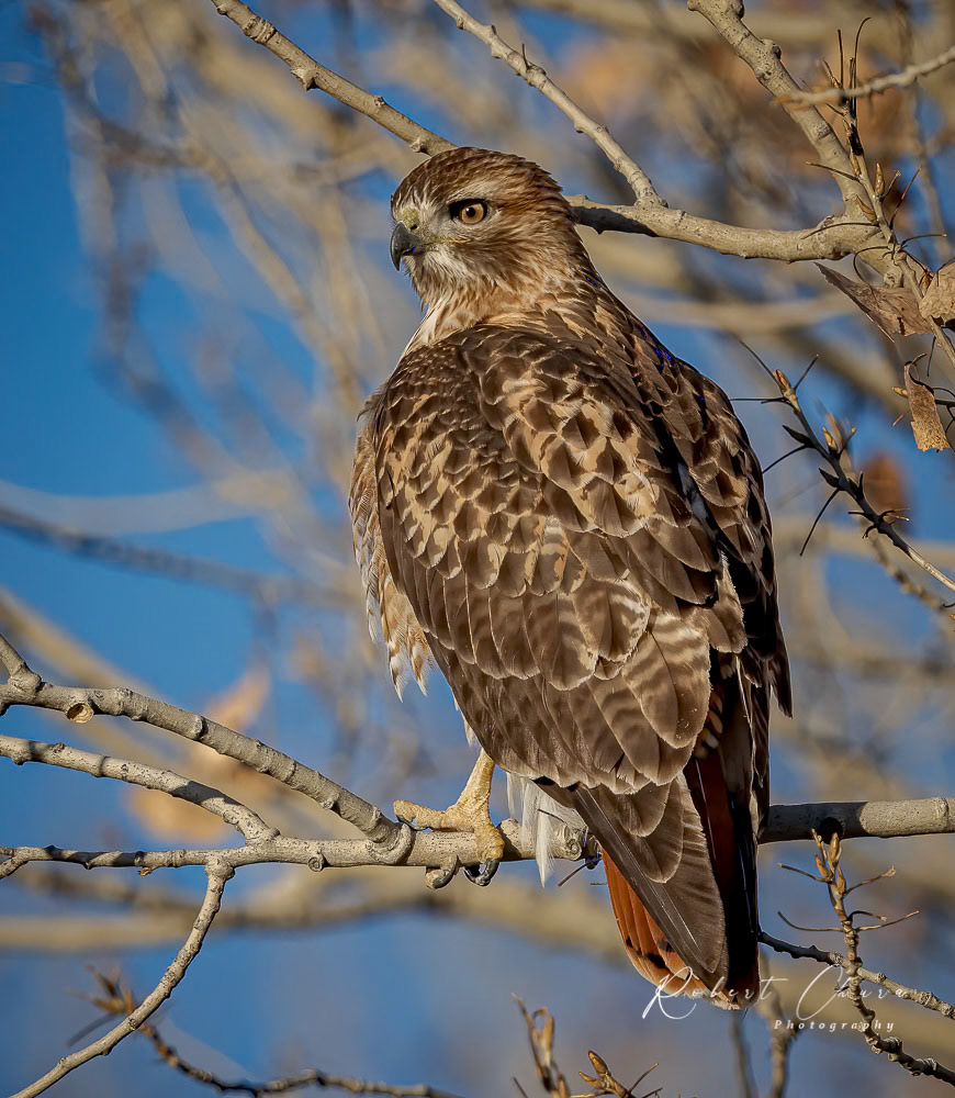 Red Tail Hawk Bosque Adult
