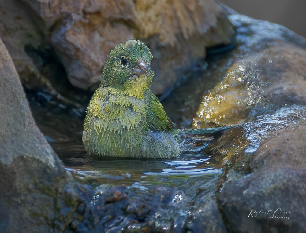 Female Painted Bunting Bath