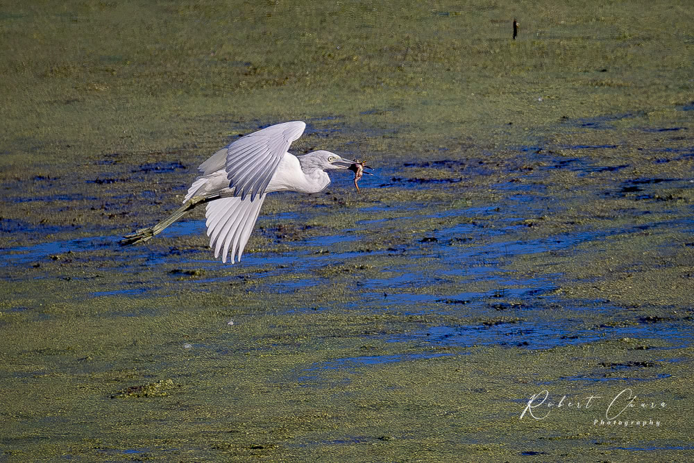 Egret Transporting a Frog