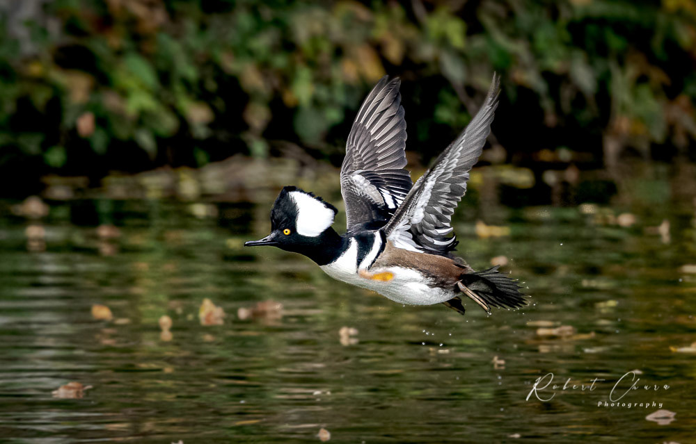Hooded Meganser in Flight