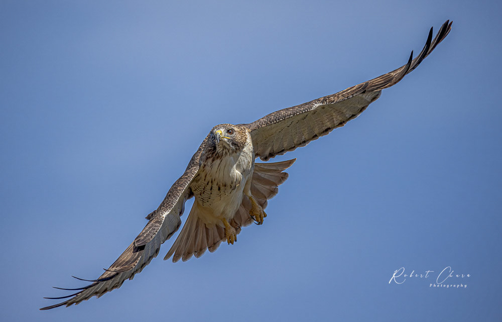 Red-tailed Hawk Flight