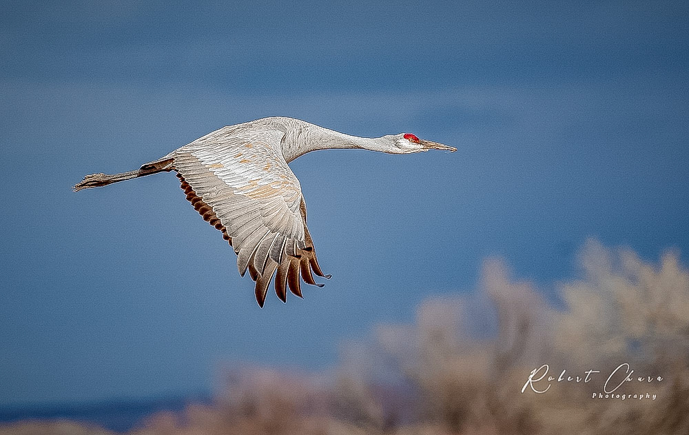 Lesser Sandhill Crane at Biiosque