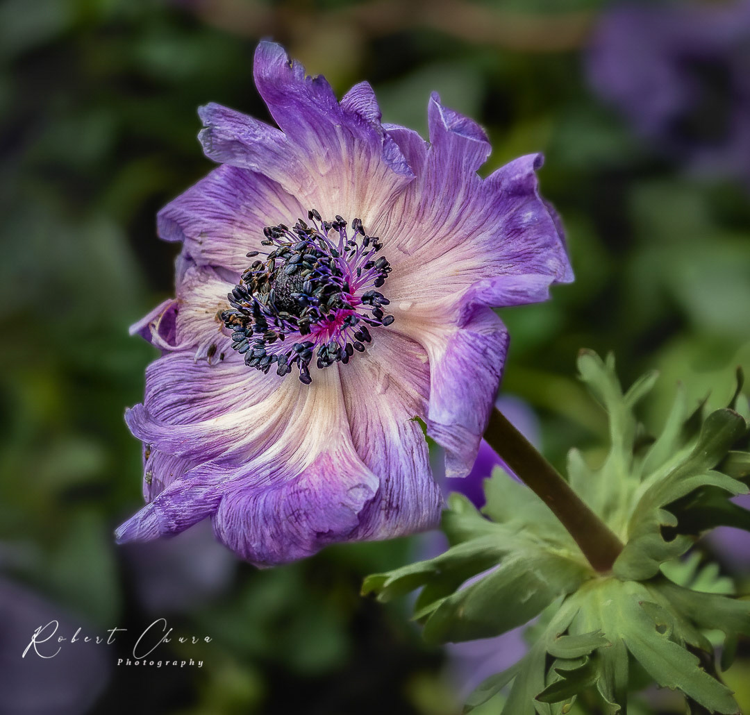 Purple and Yellow