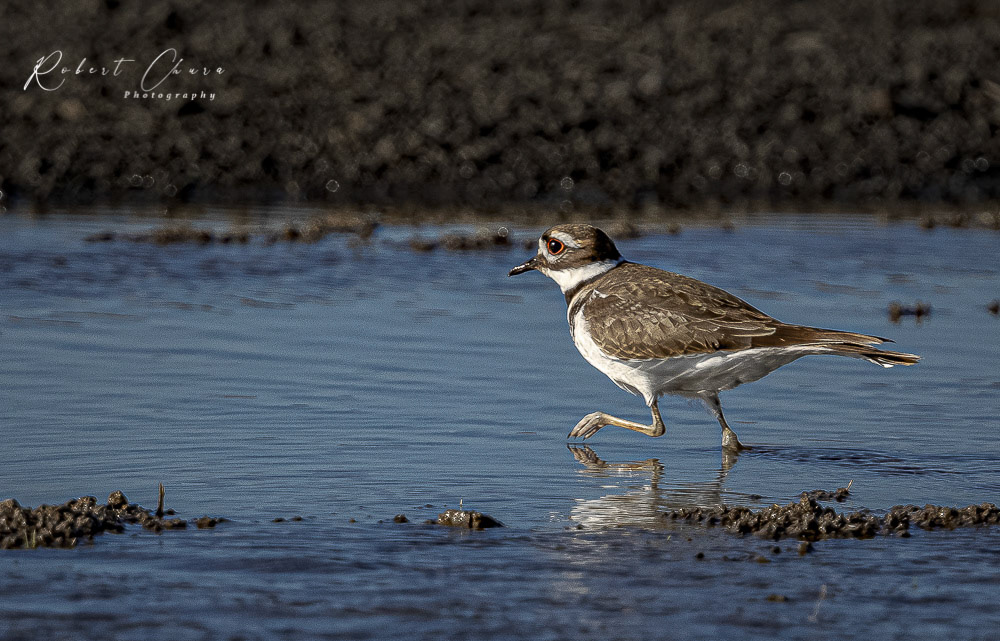 Killdeer