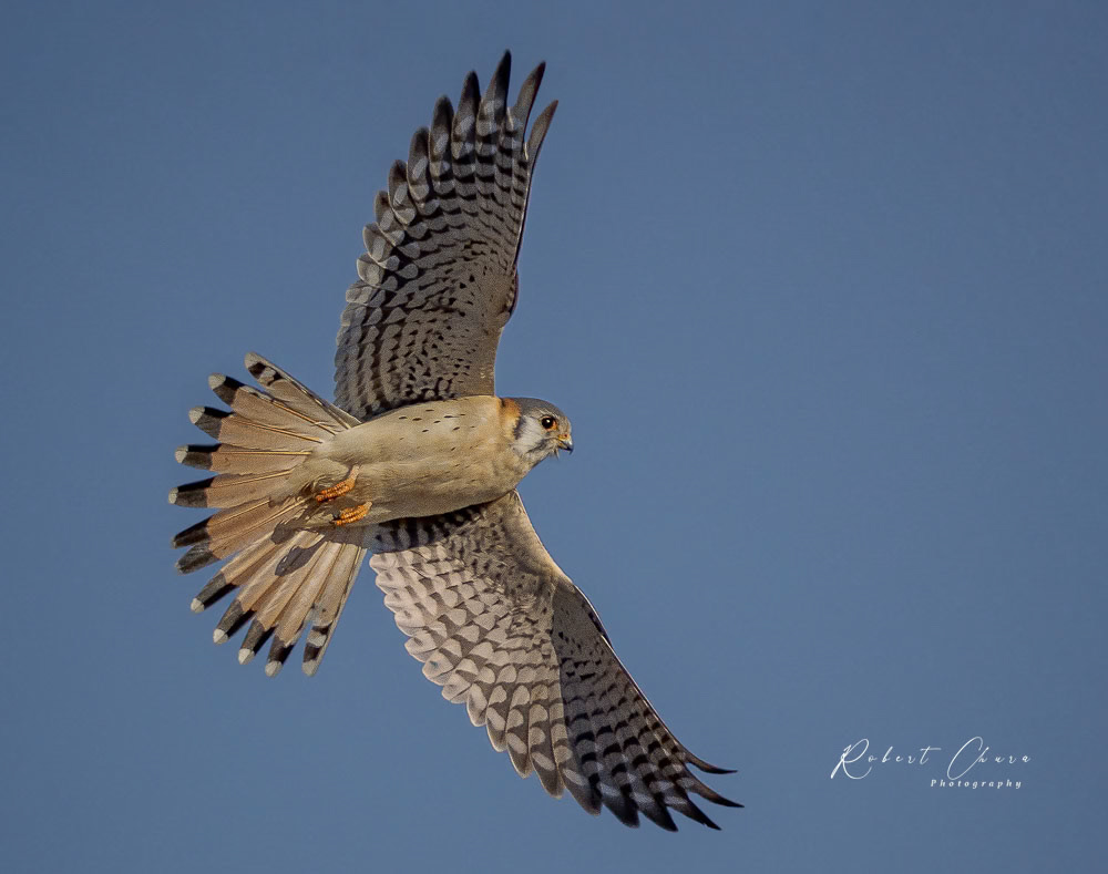 American Kestrel Leap
