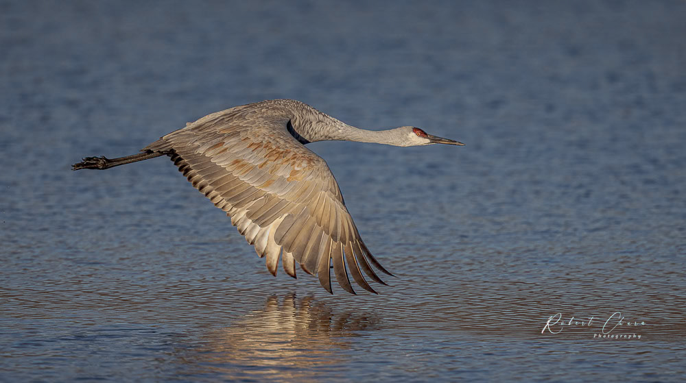 Sandhill Crane Reflection