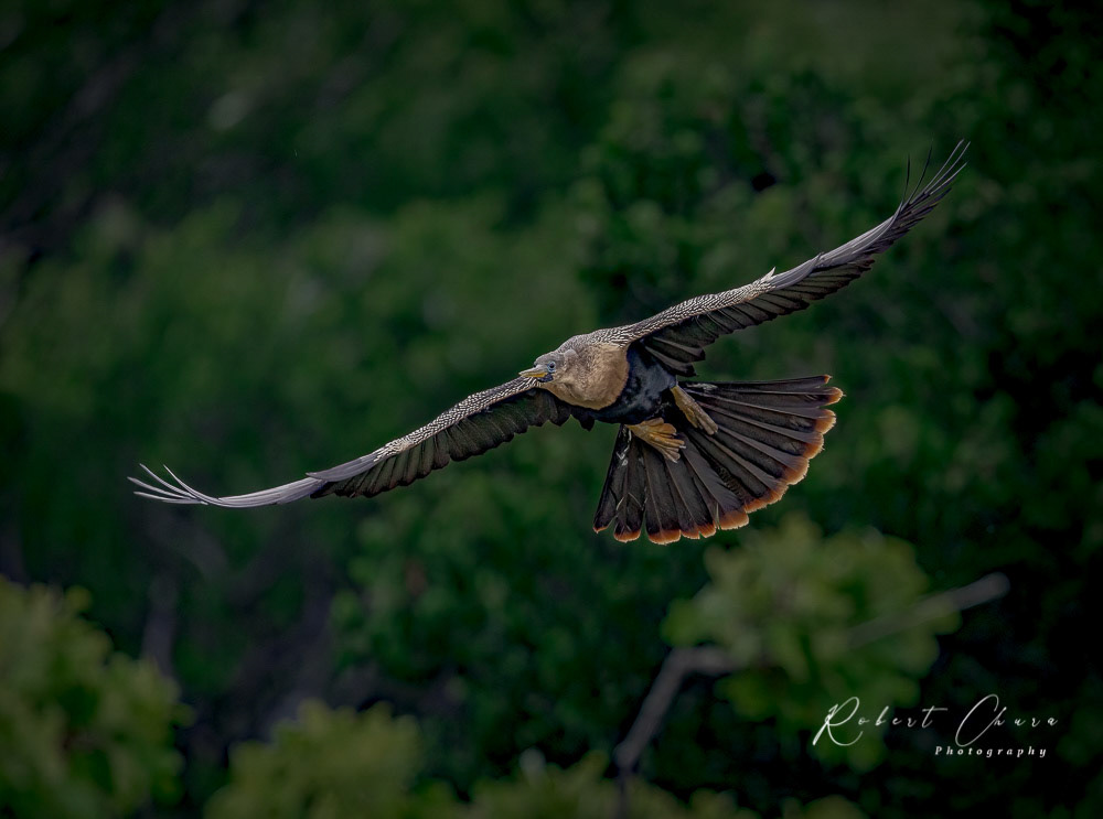 Anhinga Flight