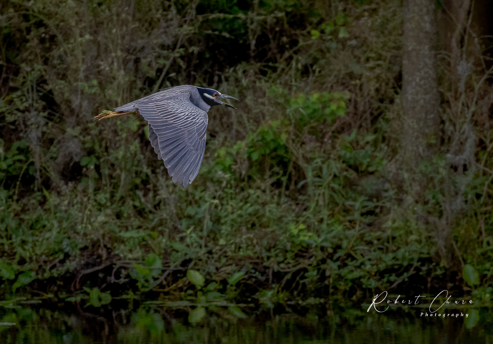 Yellow Crowned Night Heron Flight