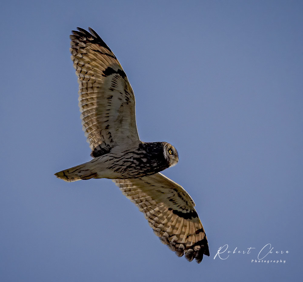 Short Eared Owl Sidelit