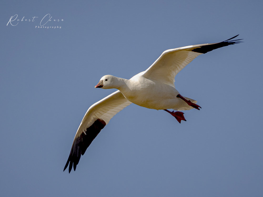 Ross's Goose