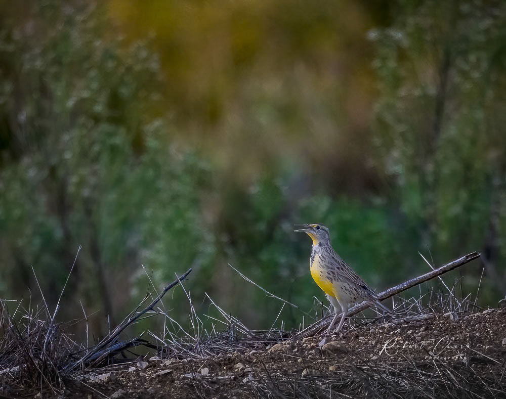 Western Meadowlark Song