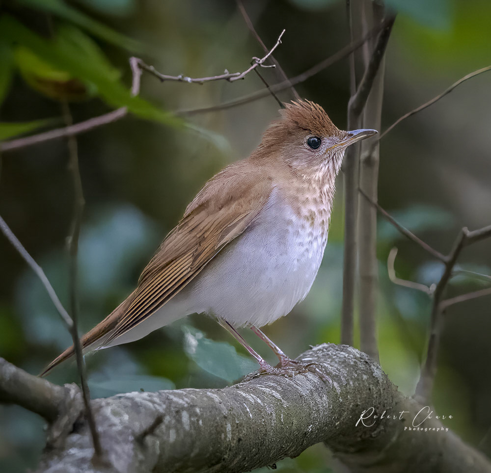 Veery
