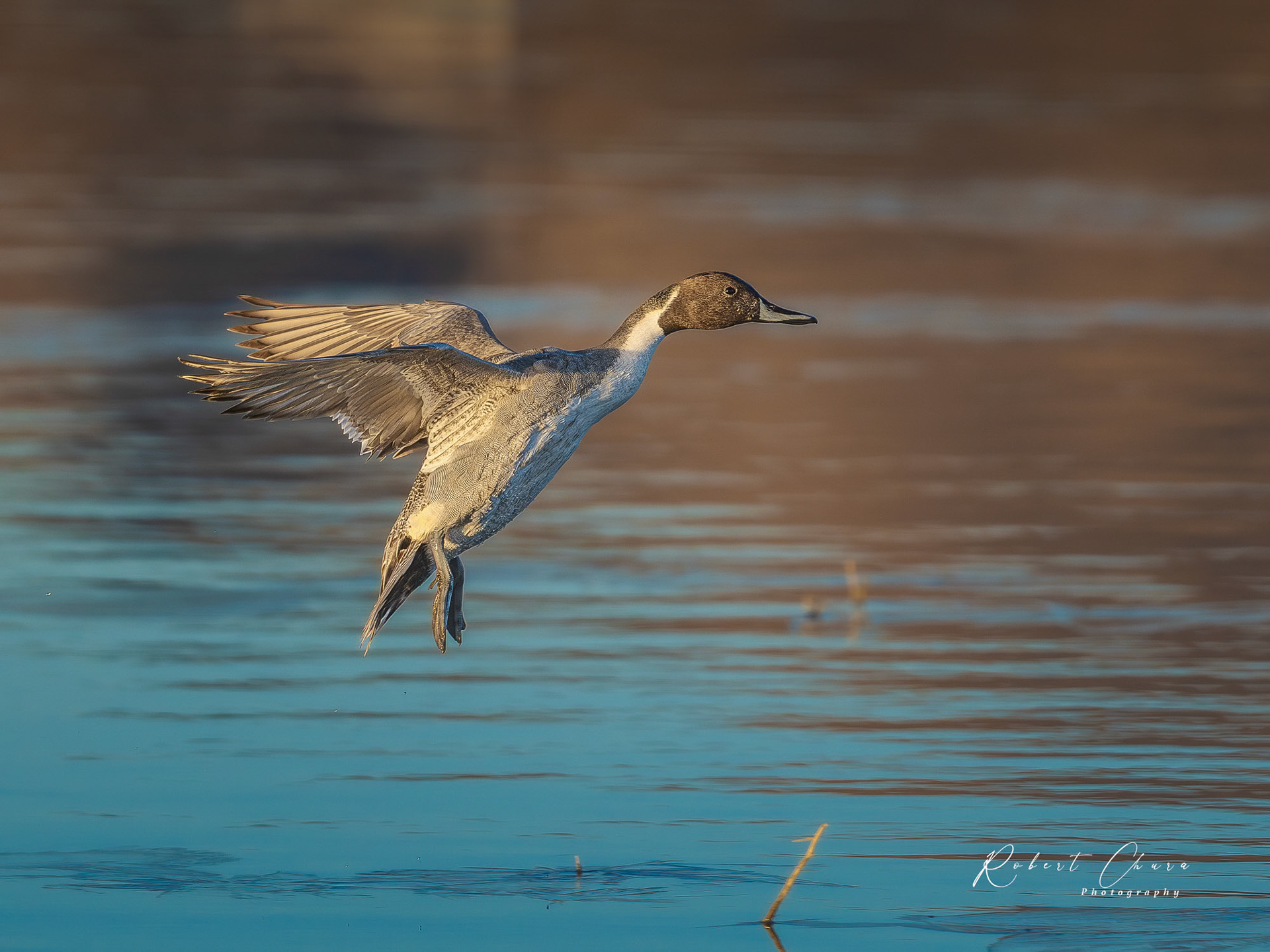 Northern Pintail Flight
