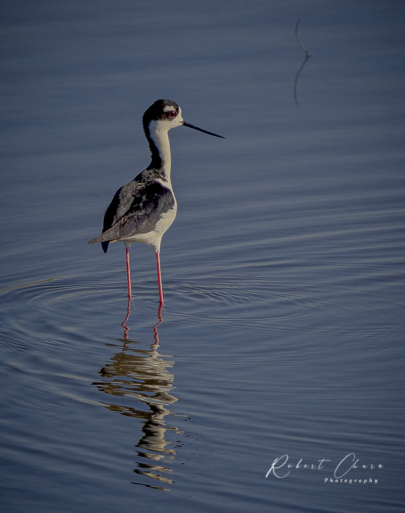Black-necked Stilt
