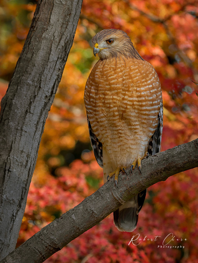 Red Shouldered Hawk, Looking Right